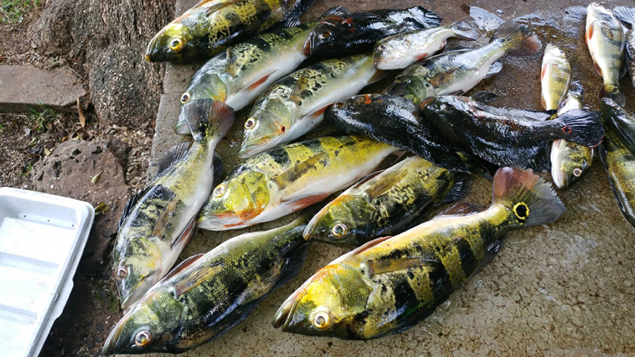 fishing in Panama grilled fry fish