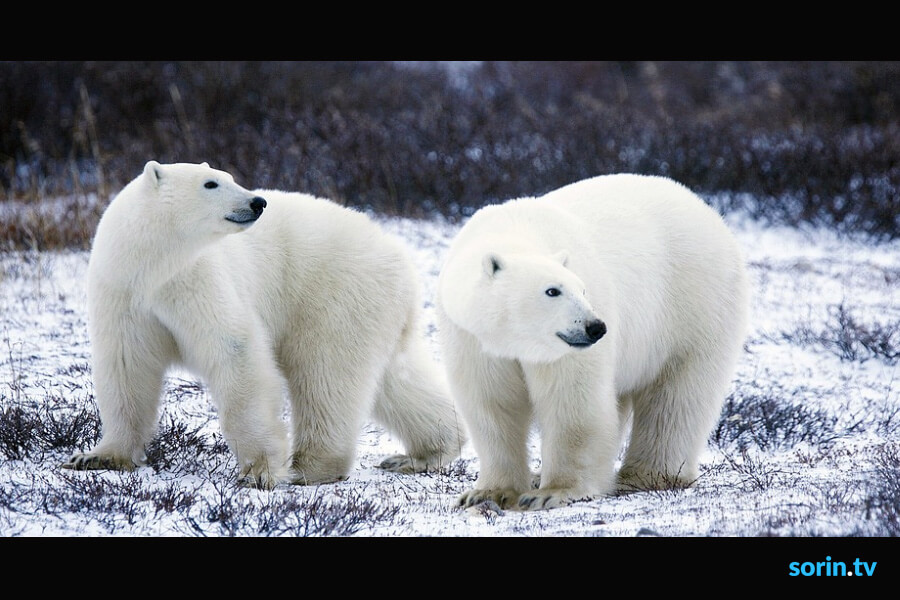 svalbard polar bears