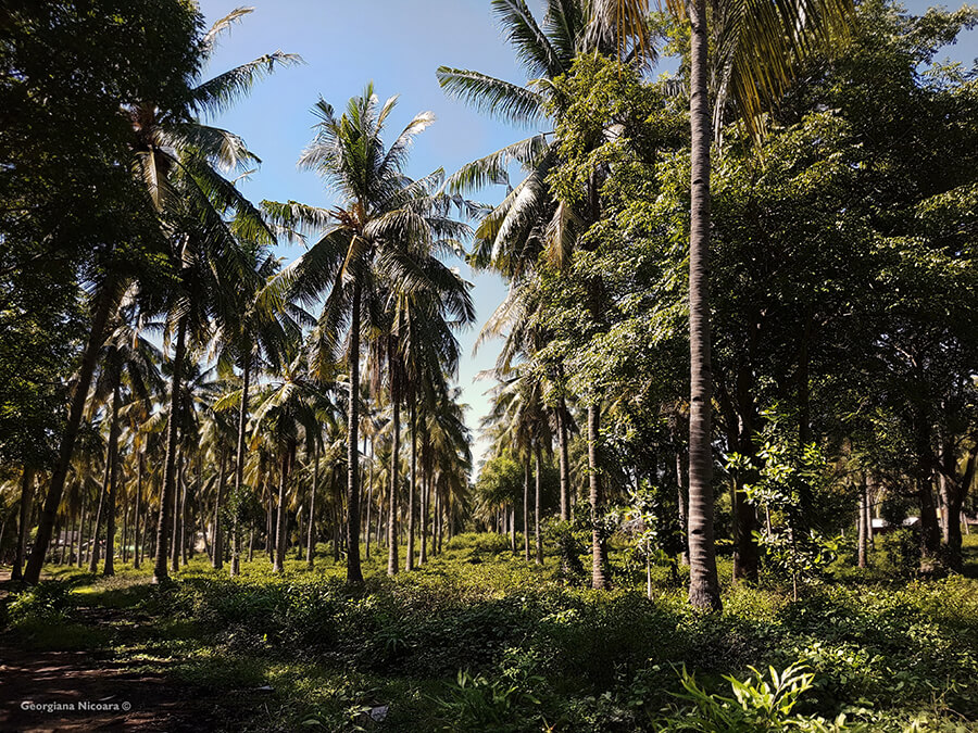 gili trawangan palm forest