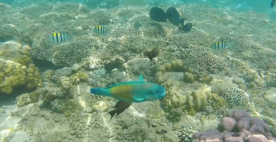 snorkeling indonesia gili nanggu
