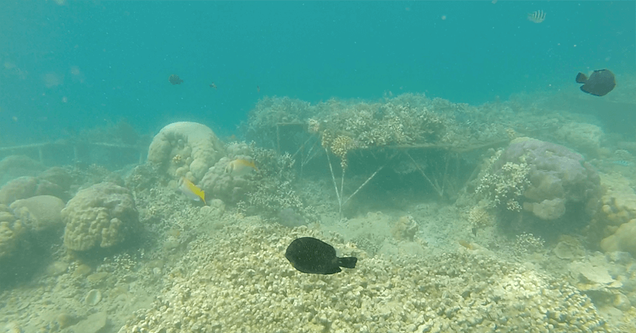 snorkeling lombok black fish
