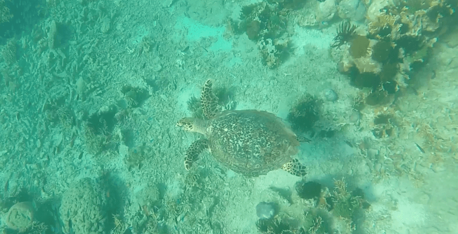 turtle sanctuary indonesia gili meno