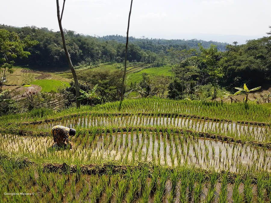 working on Rice Fields Indonesia