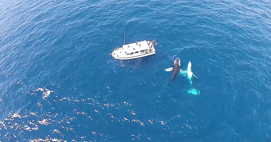 best time for whale watching bermuda