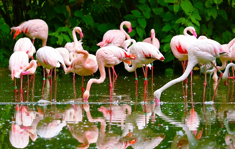 flamingos area curacao