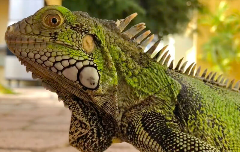 eat iguana jaanchies curacao