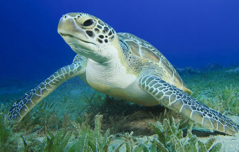 turtles in curacao