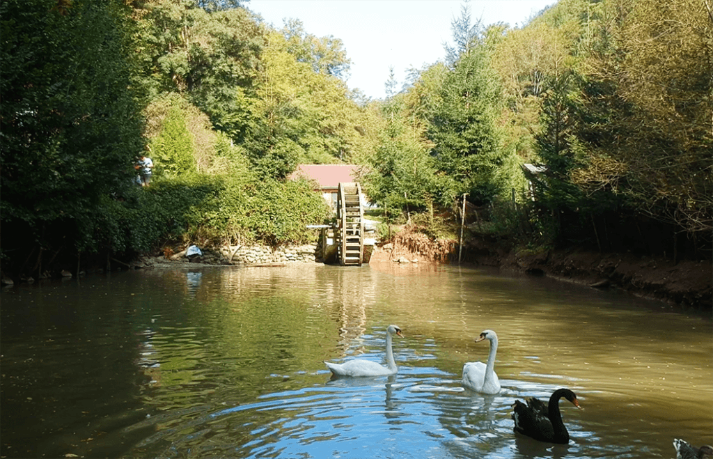 patravaria soimus swans
