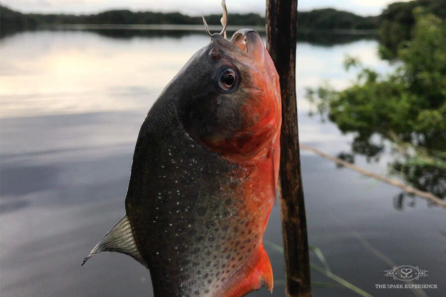 fishing piranhas amazon