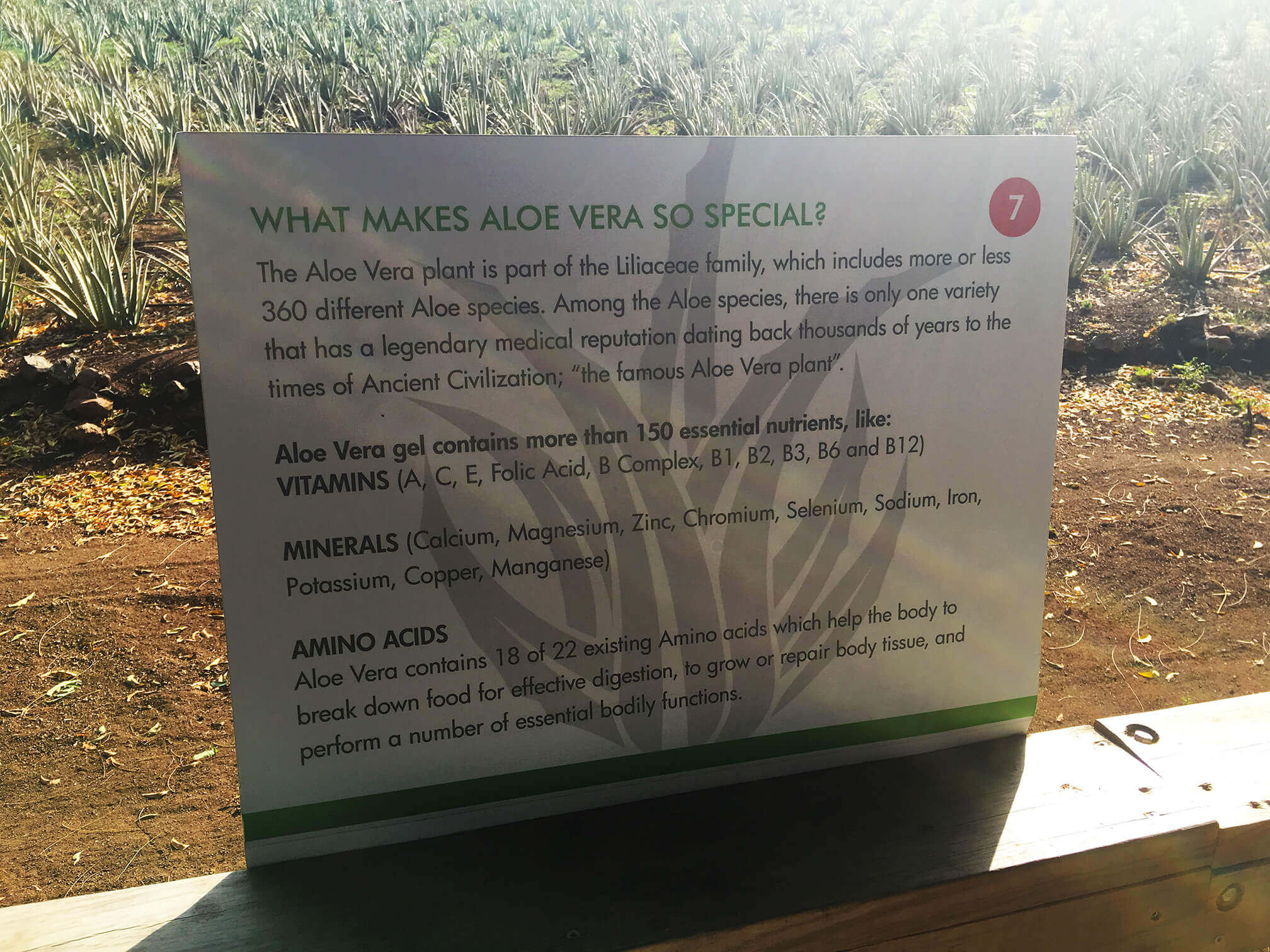 aloe vera plantation curacao