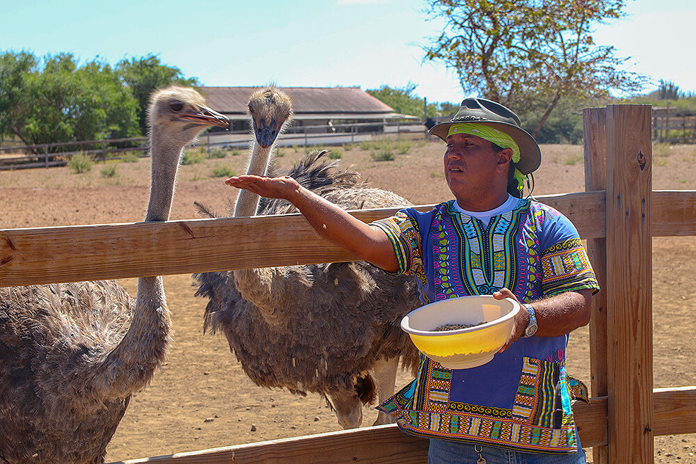 ostrich farm curacao
